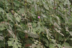 Urena lobata subsp. sinuata var. sinuata